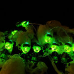 LED String Light-Halloween – YZ-80005