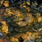 Solar LED string light – YZ-30040